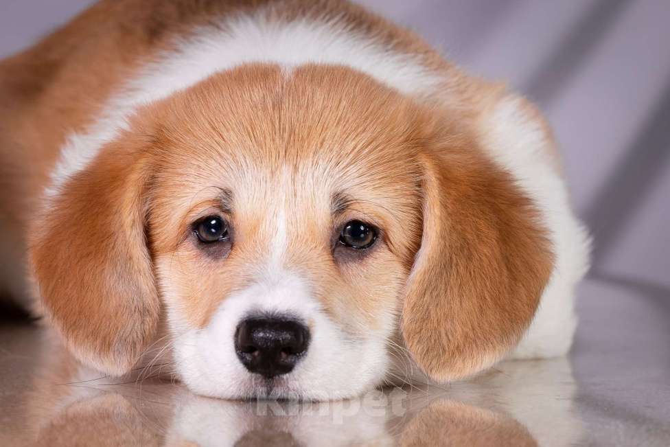 Собаки в Москве: Продам щенка вельш корги пемброк Девочка, 70 000 руб. - фото 3