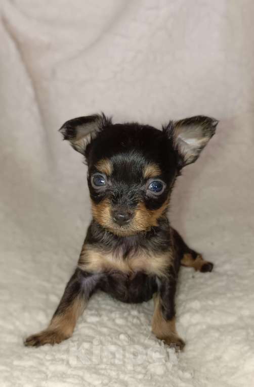 Собаки в Москве: Парис Мальчик, 55 000 руб. - фото 3