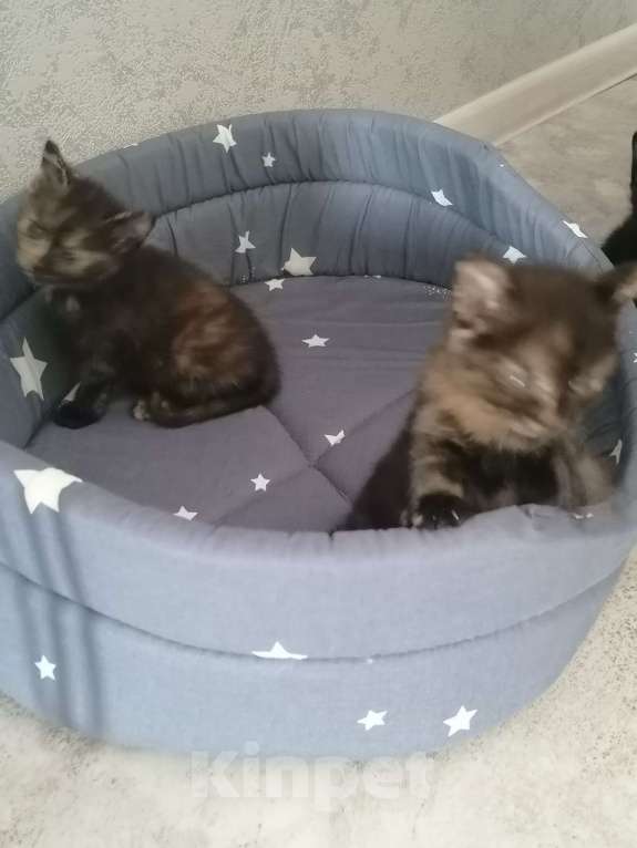 Кошки в Красноярске: Девочка 1 мая рождения Девочка, 1 руб. - фото 4