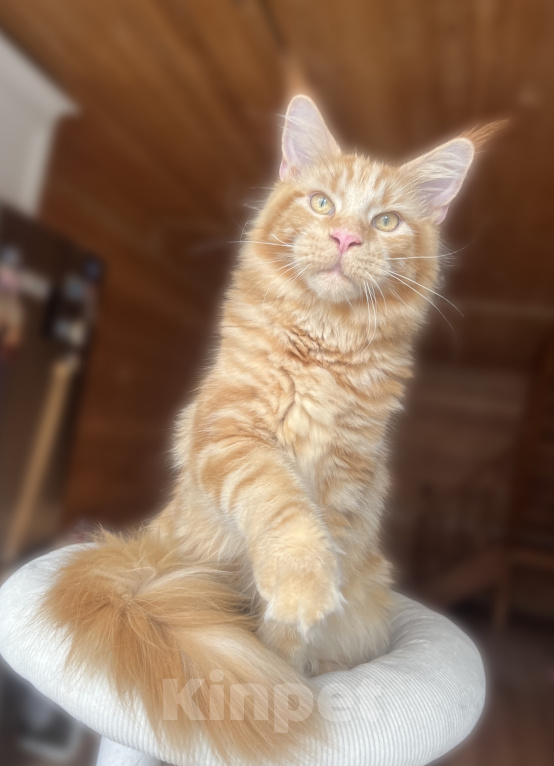 Кошки в Ярославле: Котенок Мейн Кун Мальчик, 50 000 руб. - фото 3