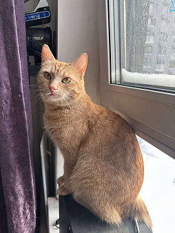 Ириска в добрые руки