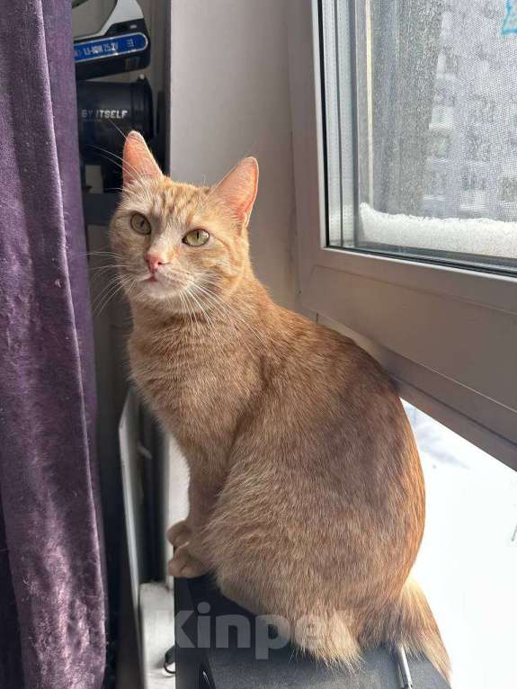 Кошки в Москве: Ириска в добрые руки Девочка, Бесплатно - фото 1