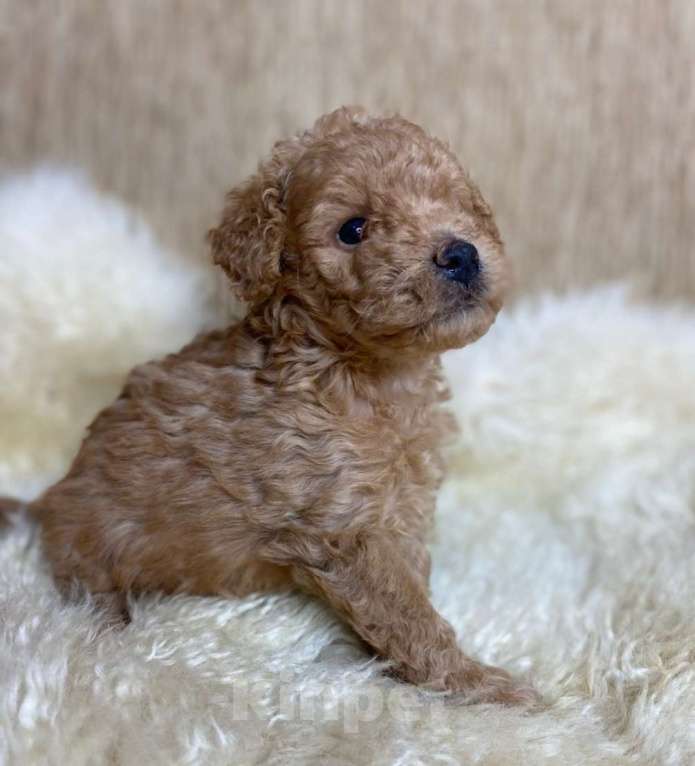 Собаки в Москве: Пудель той/миниатюрный РКФ Мальчик, 80 000 руб. - фото 4