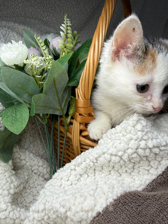 Кошки в Сосновом Бору: Котенок Бабочка Девочка, Бесплатно - фото 10