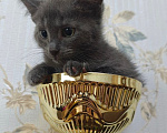 Кошки в Москве: Котенок в поисках семьи Мальчик, Бесплатно - фото 4