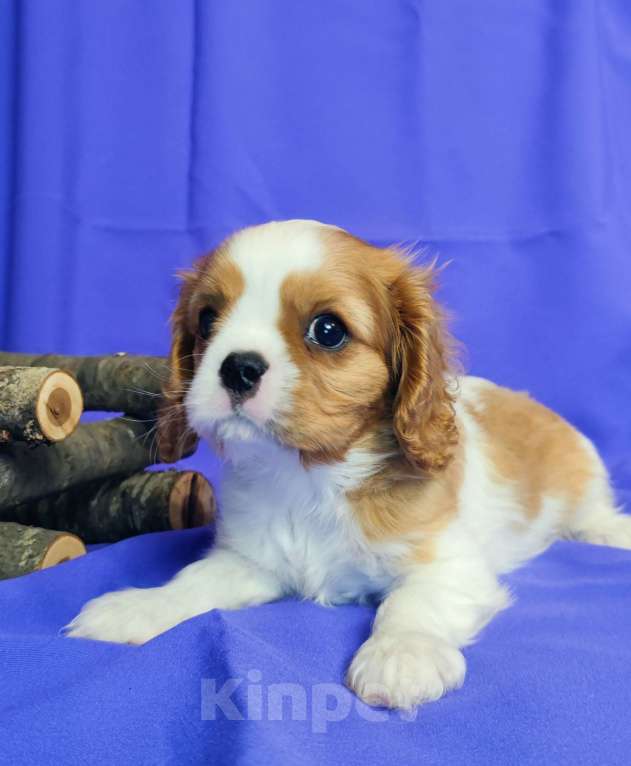 Собаки в Санкт-Петербурге: Мальчик кавалер Кинг Чарльз спаниель  Мальчик, Бесплатно - фото 2