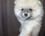Собаки в Калининграде: Девочка померанский шпиц Мальчик, 25 000 руб. - фото 1