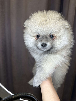 Девочка померанский шпиц