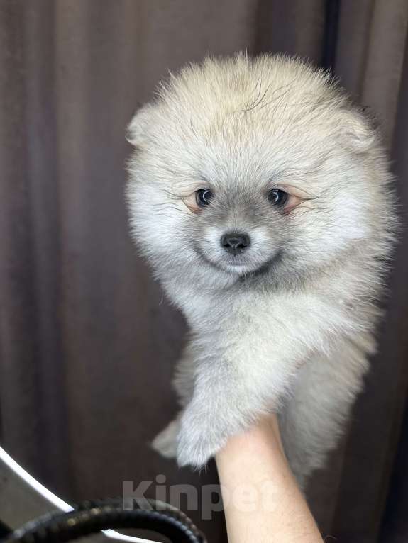 Собаки в Калининграде: Девочка померанский шпиц Мальчик, 25 000 руб. - фото 1