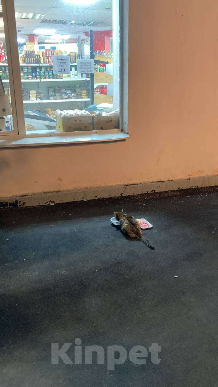 Кошки в Москве: Мася Девочка, Бесплатно - фото 6