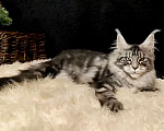 Кошки в Казани: Кошечка Алиса Девочка, Бесплатно - фото 7