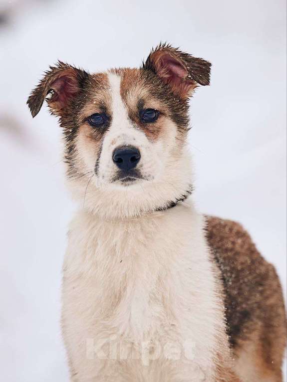 Собаки в Лосином-Петровском: Валдай якутенок прирожденный охранник Мальчик, Бесплатно - фото 4
