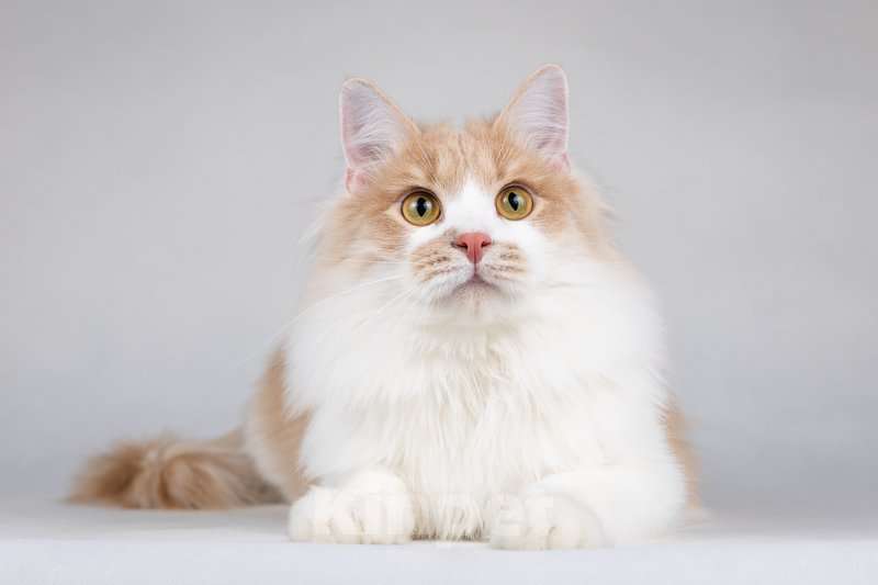 Кошки в Москве: Пирожок - котик, который улыбается. Мальчик, Бесплатно - фото 9