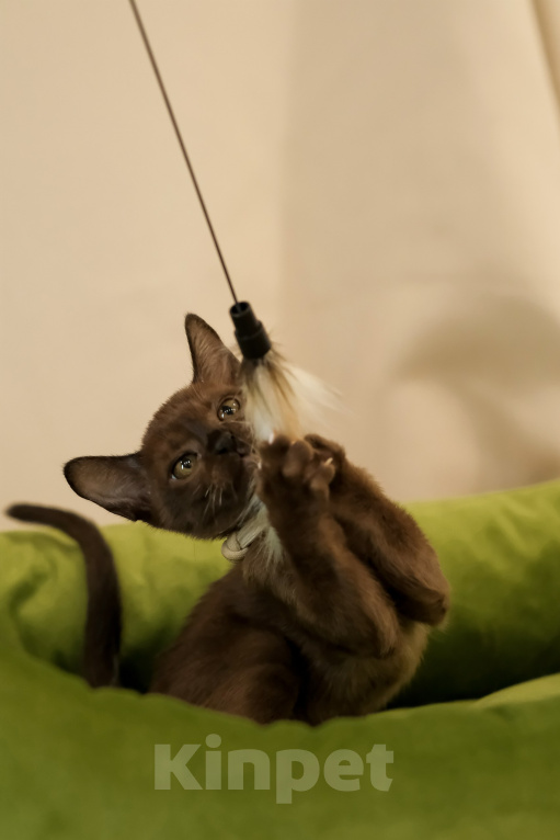 Кошки в Тюмени: Продажа котят Девочка, 55 000 руб. - фото 9