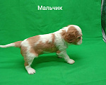 Собаки в Москве: Щенки кавалер Кинг Чарльз спаниель  Мальчик, 50 000 руб. - фото 6
