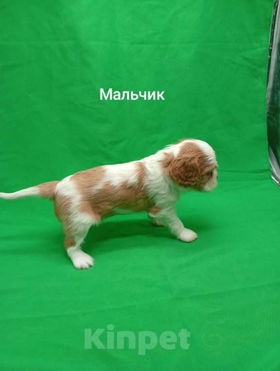 Собаки в Москве: Щенки кавалер Кинг Чарльз спаниель  Мальчик, 50 000 руб. - фото 6