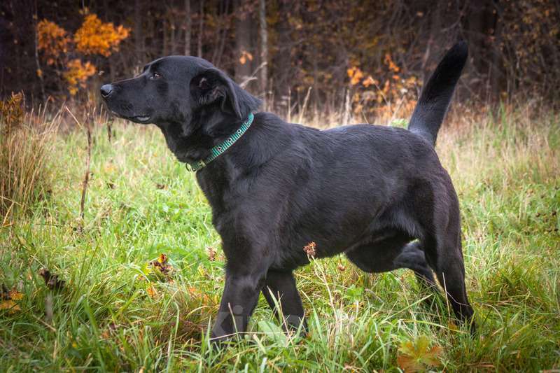 Собаки в Москве: Щенки от лабрадора и БШО в добрые руки Мальчик, 1 руб. - фото 9