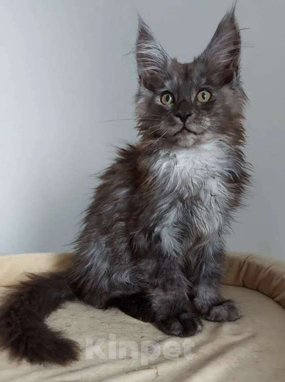Кошки в Павловском Посаде: Мейн-кун мальчик 2 месяца Мальчик, 37 000 руб. - фото 7