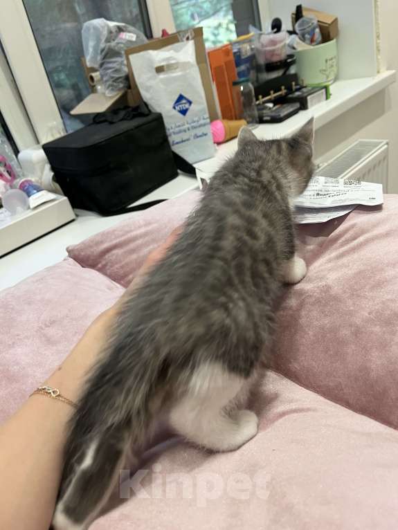 Кошки в Рязани: Лев Мальчик, Бесплатно - фото 2