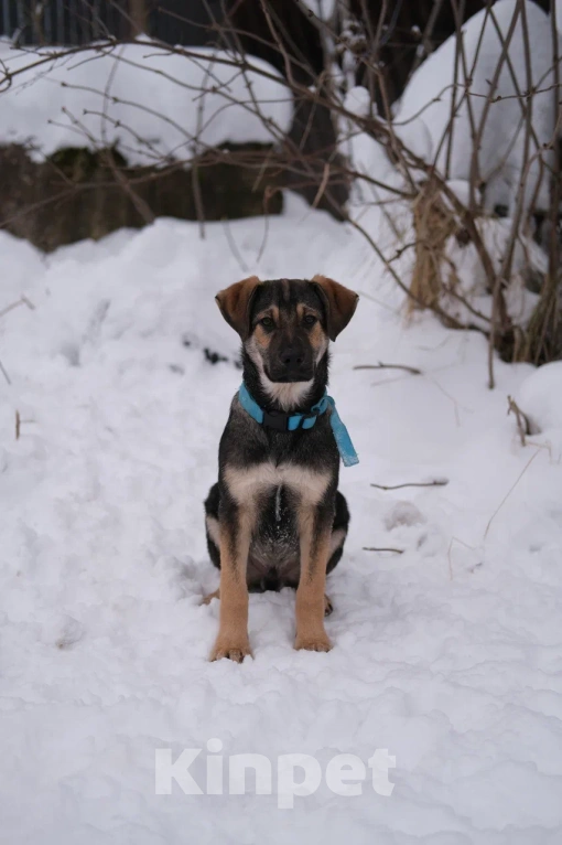 Собаки в Москве: Щенки в добрые руки Мальчик, Бесплатно - фото 3