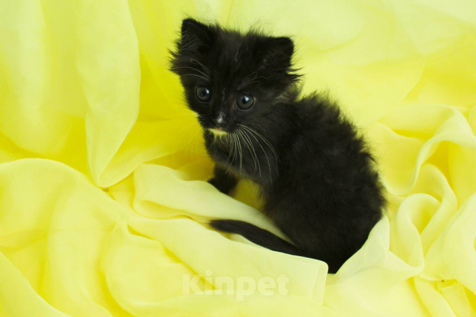 Кошки в Москве: Котенок в добрые руки Мальчик, Бесплатно - фото 8