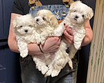 Собаки в Краснодаре: Мальтийская болонка,мальчик Мальчик, 50 000 руб. - фото 4