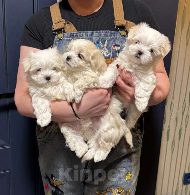 Собаки в Краснодаре: Мальтийская болонка,мальчик Мальчик, 50 000 руб. - фото 4
