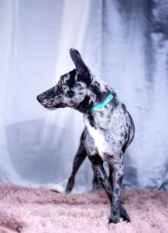 Собаки в других городах Московской области: Скай мальчик Мальчик, Бесплатно - фото 7