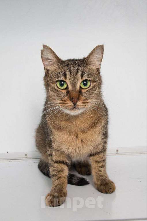 Кошки в Москве: Кошка Девочка, Бесплатно - фото 4