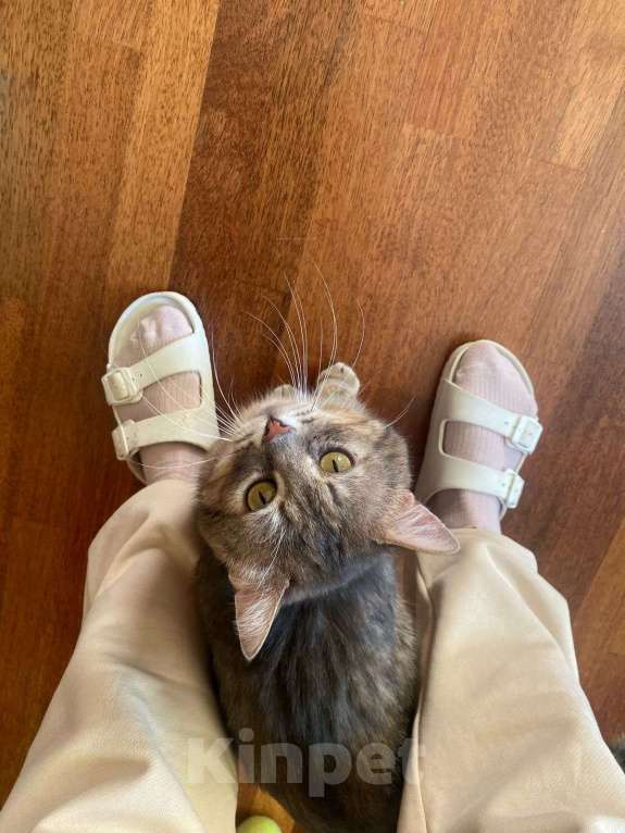 Кошки в Москве: Котик Луня ищет дом  Мальчик, Бесплатно - фото 7