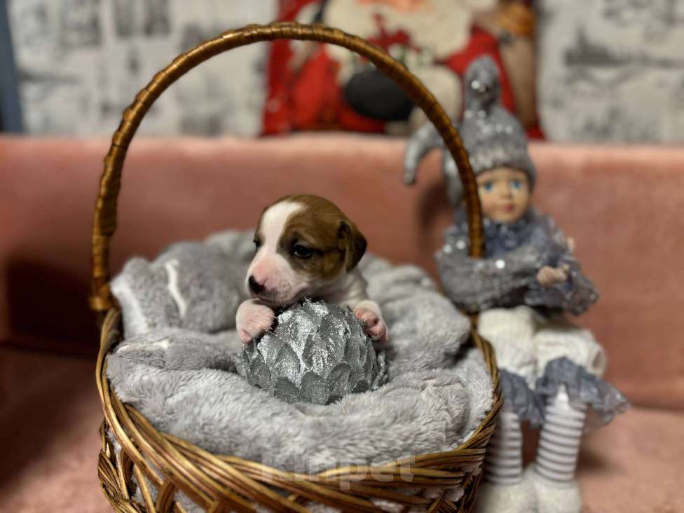 Собаки в других городах Московской области: Джек Рассел терьер щенок  Мальчик, 40 000 руб. - фото 1