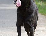 Собаки в Москве: Активный,весёлый и ласковый Блэкки в поисках дома Мальчик, 10 руб. - фото 6