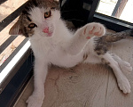 Кошки в Звенигороде: Котенок срочно ищет дом Мальчик, Бесплатно - фото 4