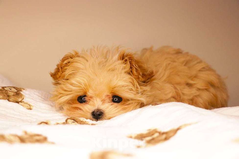 Собаки в Москве: Мальтипу микро девочка  Девочка, 190 000 руб. - фото 5