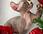 Кошки в Екатеринбурге: Канадский сфинкс котенок двэльф  Мальчик, 90 000 руб. - фото 4