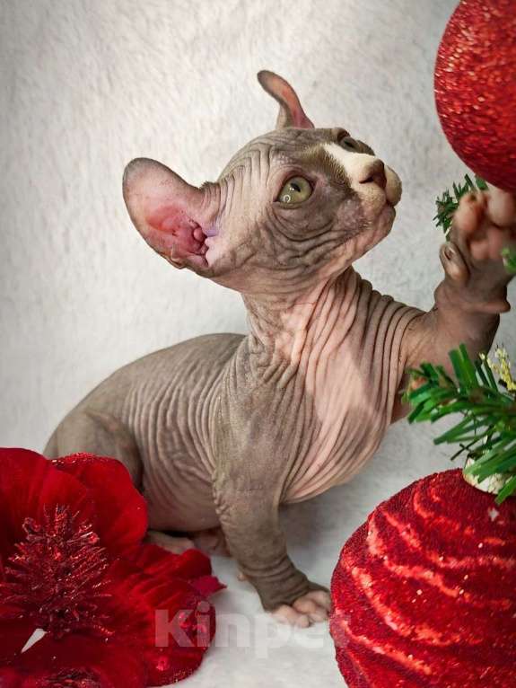 Кошки в Екатеринбурге: Канадский сфинкс котенок двэльф  Мальчик, 90 000 руб. - фото 4