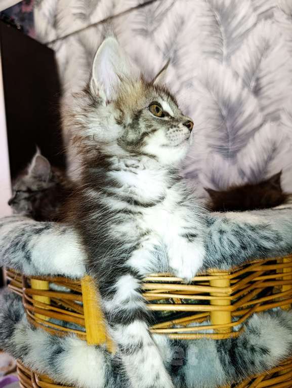 Кошки в Москве: Мейн Кун котенок Девочка, 35 000 руб. - фото 3