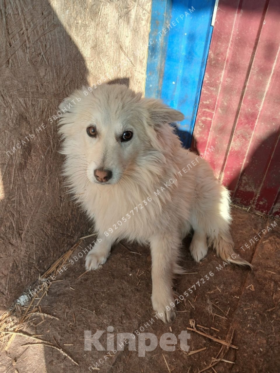 Собаки в Москве: Миниатюрная собачка в добрые руки Девочка, Бесплатно - фото 1