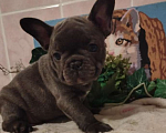 Собаки в Москве: Французский бульдог Мальчик, 65 000 руб. - фото 2