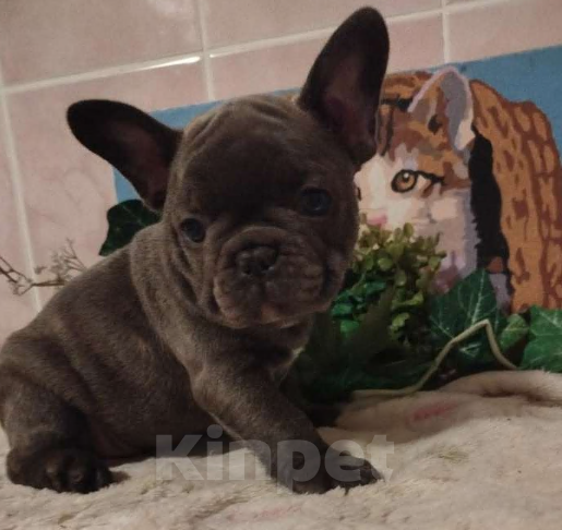 Собаки в Москве: Французский бульдог Мальчик, 65 000 руб. - фото 2