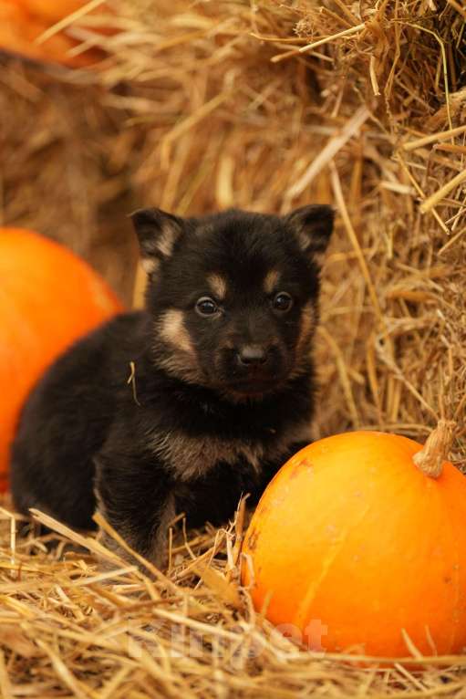 Собаки в других городах Московской области: Лучший Восточник в РФ Мальчик, 65 000 руб. - фото 8