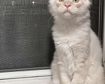 Кошки в Москве: Котенок мейн кун Мальчик, 50 000 руб. - фото 1