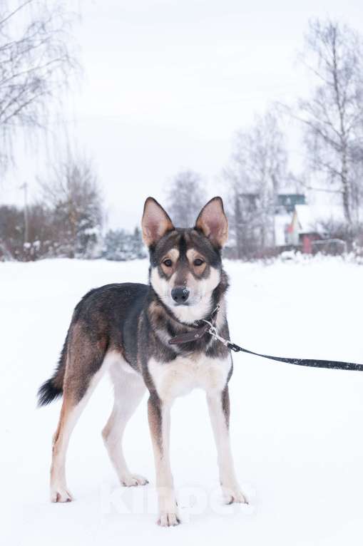 Собаки в Ногинске: Внимание: найден источник бесконечной энергии! Зовут Джои. Нужен добрый и терпеливый диспетчер! Мальчик, Бесплатно - фото 9