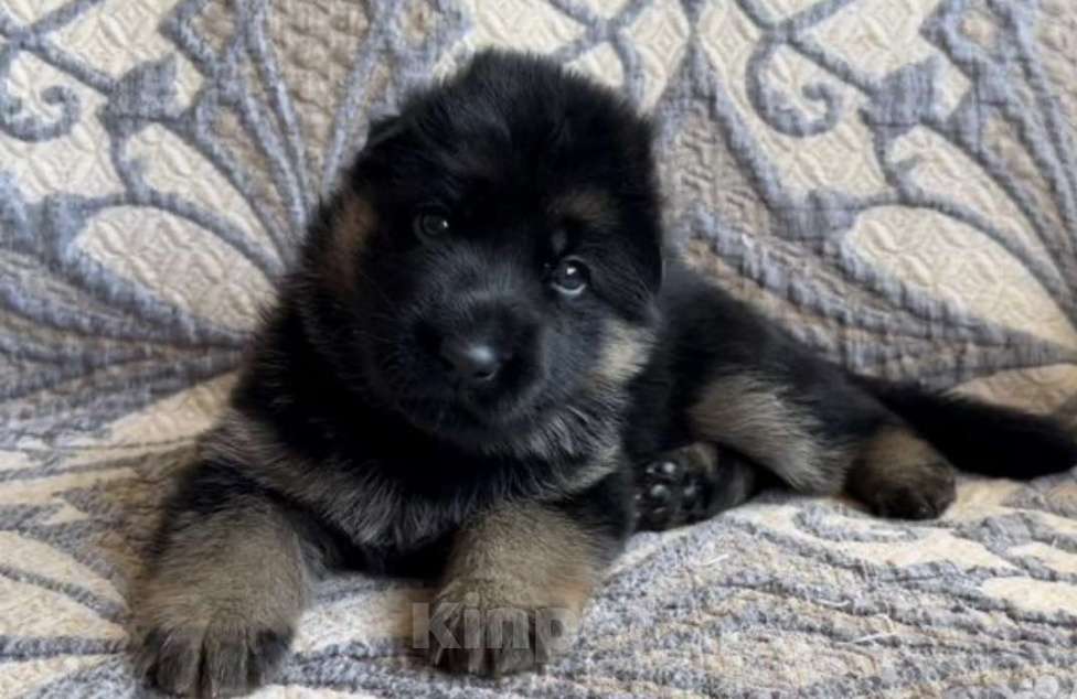 Собаки в Уфе: Щенки немецкой овчарки с родословной Разнополые, Бесплатно - фото 1