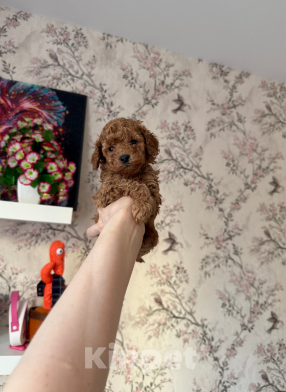 Собаки в Москве: Мальчик Мальчик, 45 000 руб. - фото 1