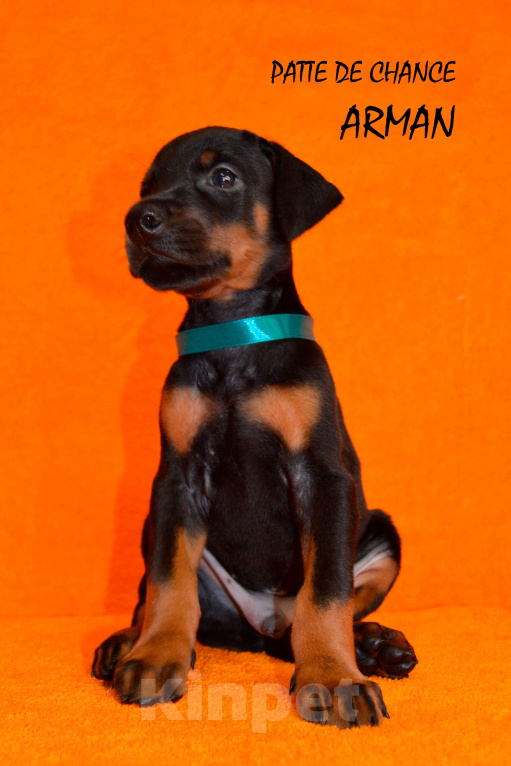 Собаки в Санкт-Петербурге: Щенок добермана Арман Мальчик, 130 000 руб. - фото 4