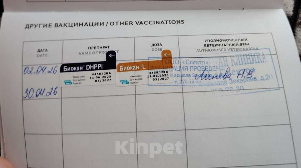 Собаки в Санкт-Петербурге: Чихуахуа Девочка, 25 000 руб. - фото 7