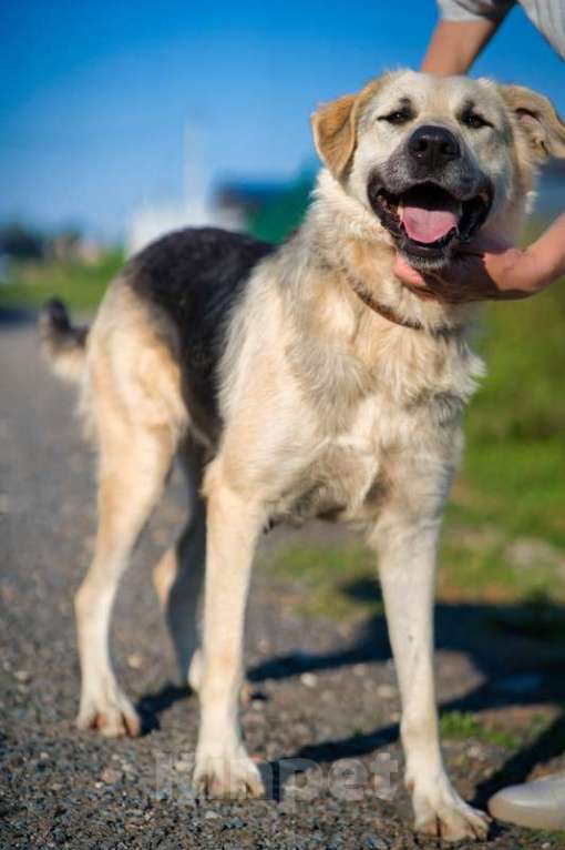 Собаки в Москве: Общительная и добродушная собака Моника в дар Девочка, 1 руб. - фото 5