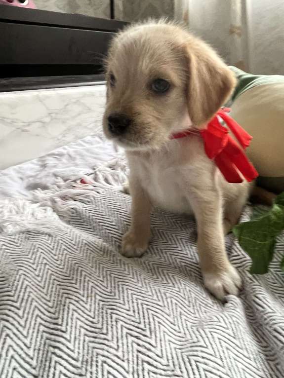 Собаки в Краснодаре: Малыш эстонской и ретривера  Мальчик, 3 000 руб. - фото 2