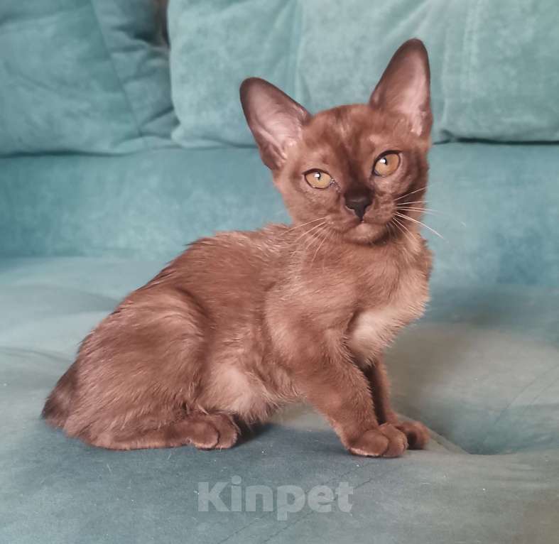 Кошки в Красноярске: Бурманская кошечка Девочка, 35 000 руб. - фото 5